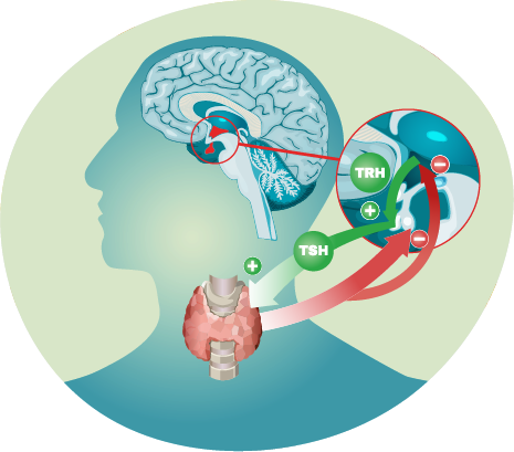 脳にある下垂体から産生される甲状腺刺激ホルモン(TSH)のイメージイラスト